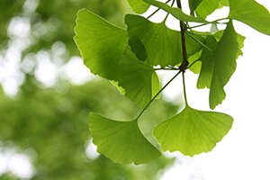 Zoom sur les plantes anti-vieillissement !