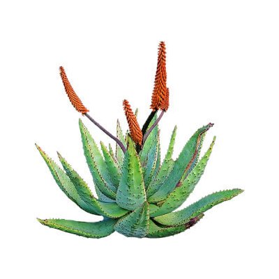 Aloe vera 