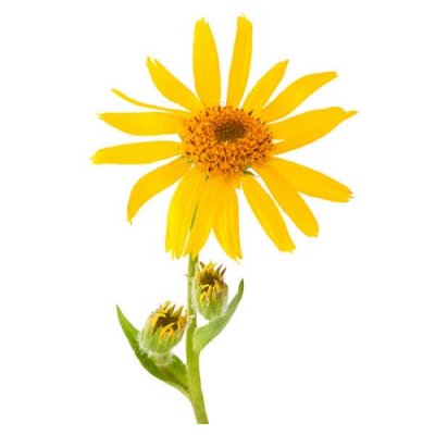 Arnica