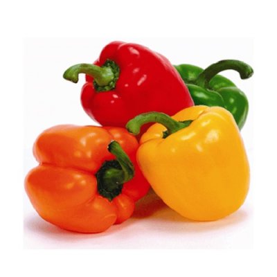 Capsicum