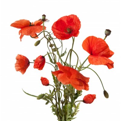 Coquelicot