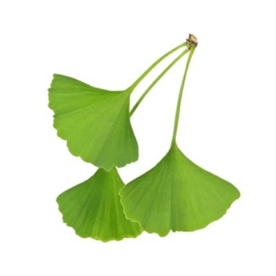 Ginkgo Biloba