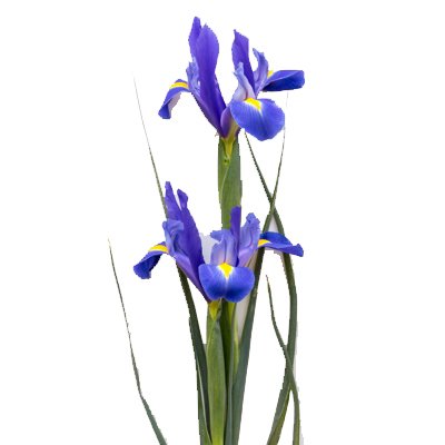 Iris d'Allemagne