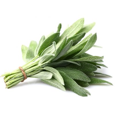 Sauge officinale