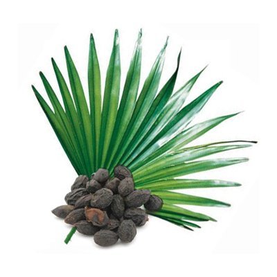 Saw palmetto