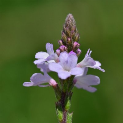 Verveine officinale