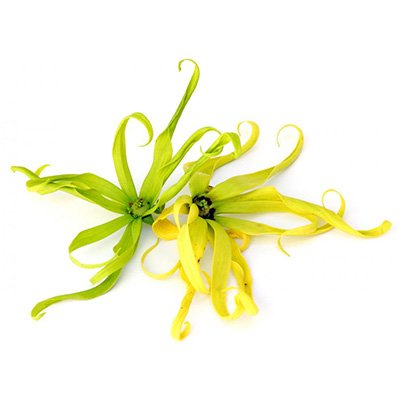 Ylang-ylang