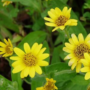 Arnica