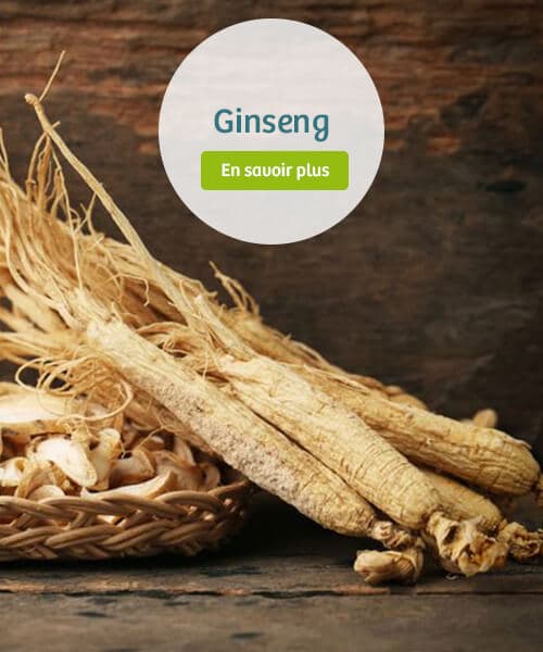 Ginseng