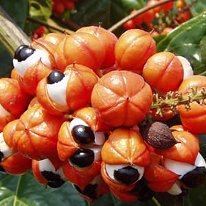 Guarana