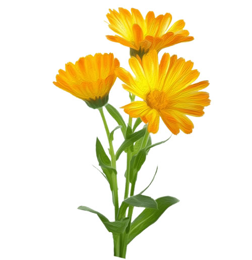 Calendula