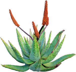 aloe vera