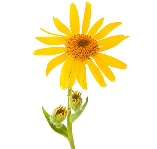 arnica