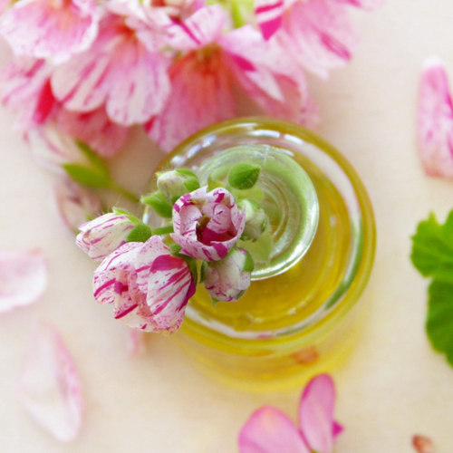 tisane geranium