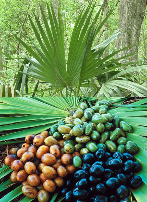 Saw palmetto