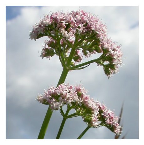 La valériane, un excellente antistress naturel