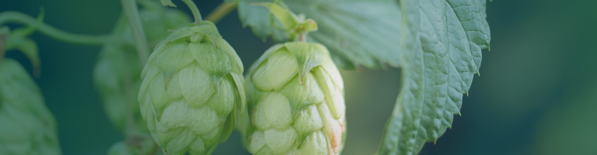 Houblon (Humulus lupulus) : Bienfaits, usages et précautions