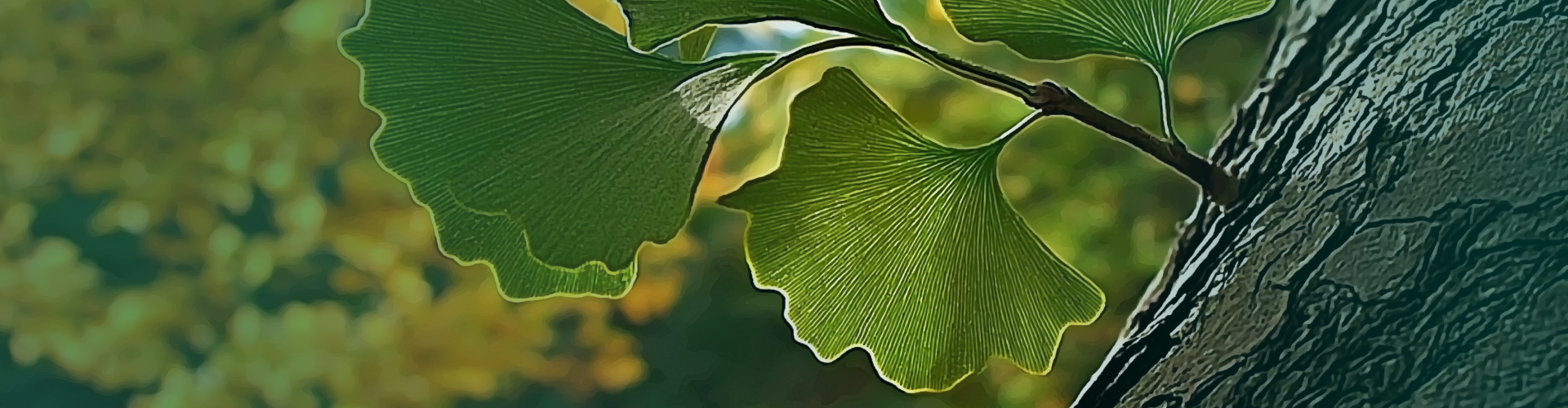 Bienfaits du gingko biloba