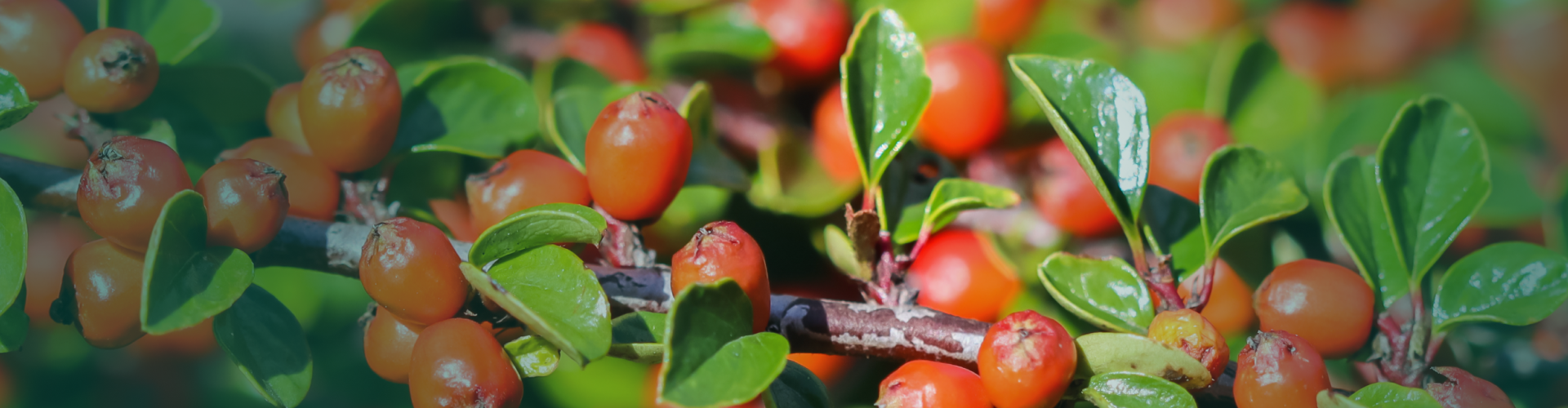 Griffonia (Griffonia simplicifolia) : Bienfaits, usages et précautions