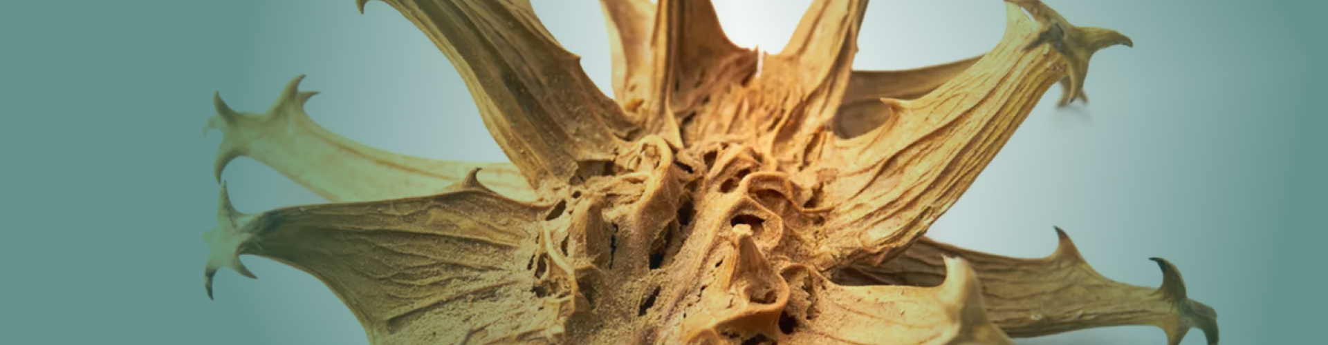 Harpagophytum (Harpagophytum procumbens) : Bienfaits, usages et précautions