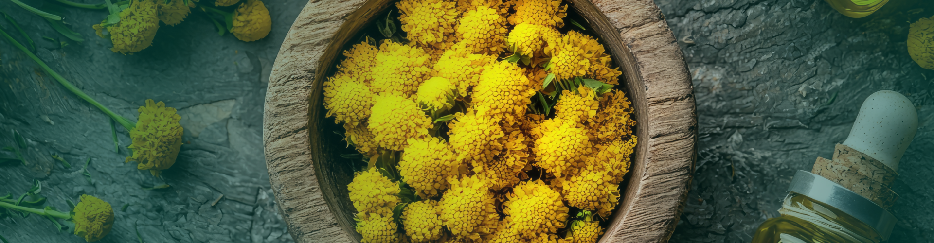 Hélichryse (Helichrysum italicum) : Bienfaits, usages et précautions