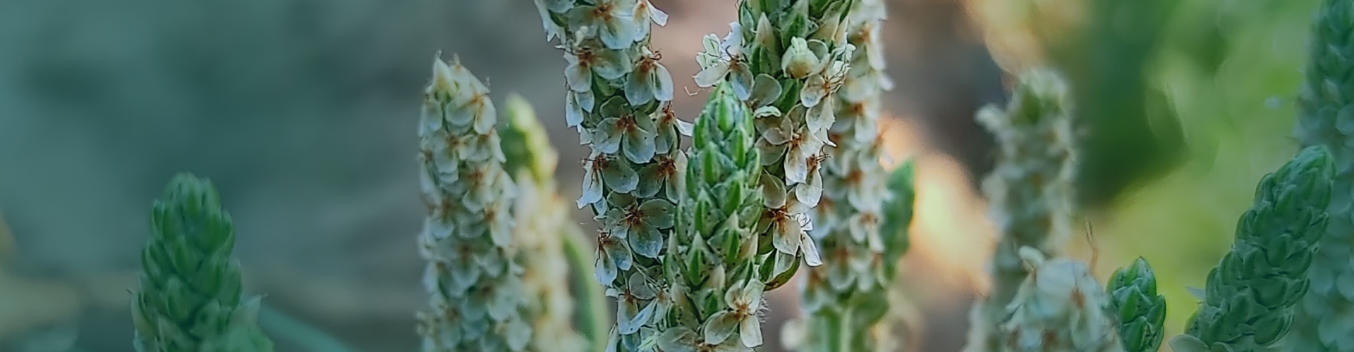 Ispaghul (Plantago ovata) : Bienfaits, usages et précautions