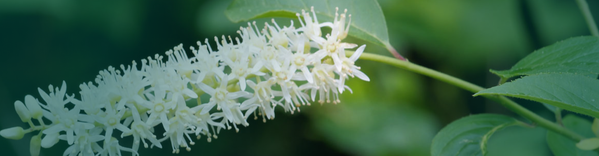 Itea virginica (Itea virginica) : Bienfaits, usages et précautions