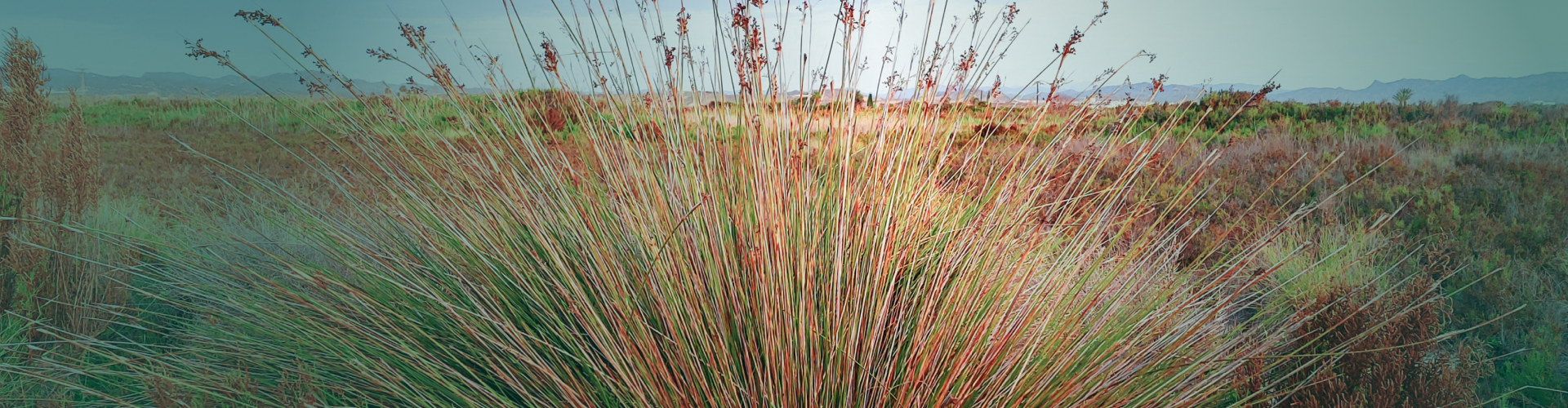 Jonc (Juncus effusus) : Bienfaits, usages et précautions