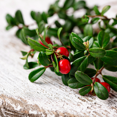 la gaulthérie est reconnue pour apaiser les douleurs articulaires